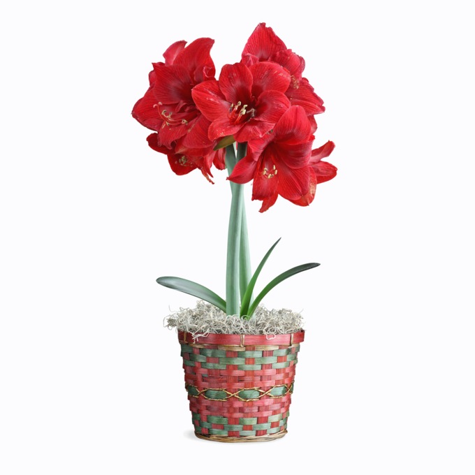 Magnificent Amaryllis in Bamboo Basket, , large