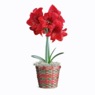 Magnificent Amaryllis in Bamboo Basket, , large