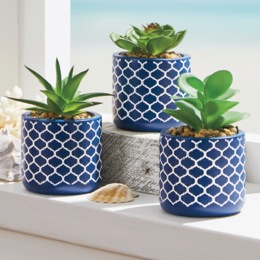Set of 3 Succulents in Blue Pots, , large