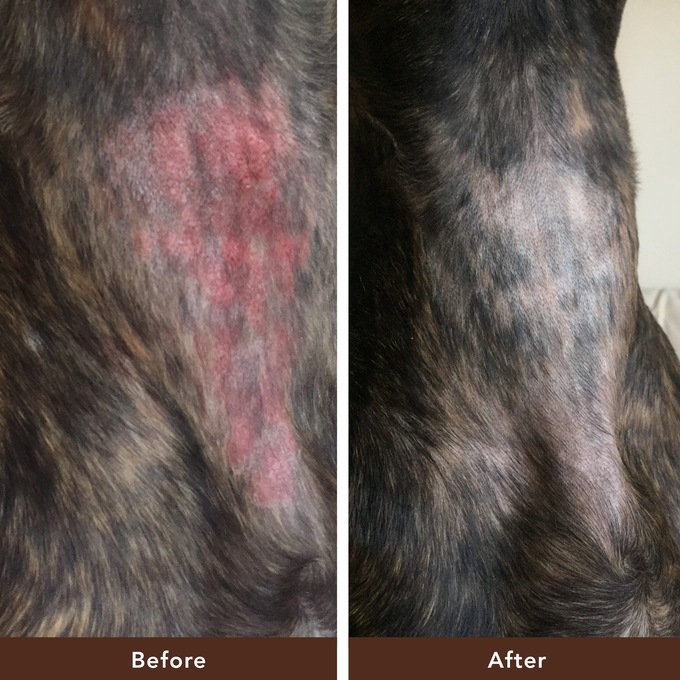 Natural dog company hot sale skin soother reviews