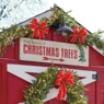 Christmas Trees Metal Sign, , large
