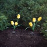 Set of 2 Solar Tulip Lights, , large