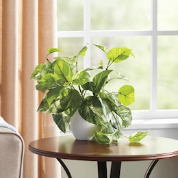 Pothos in White Pot, , large